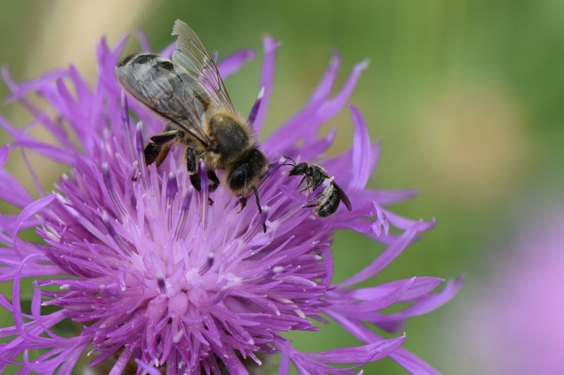 ABEILLE A MIEL et CHELOSTOME. 2 espèces d’abeille. Rencontre sur une même fleur. 2024. ISABELLE TURBAN